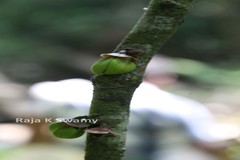 Goniothalamus wynaadensis